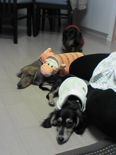 眠たくなったラブとりんご