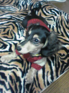 りんごちゃん、こんなに大きくなりました