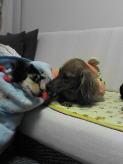 りんちゃん＆ラブチューしています