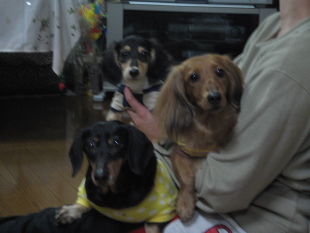 りんごでしゅ～