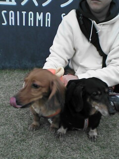 ２ワンコ一緒に撮るのは難しい