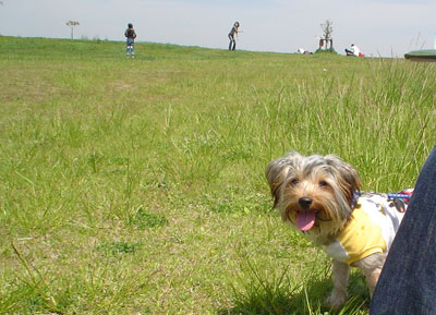 無料・感無量！ドッグラン。