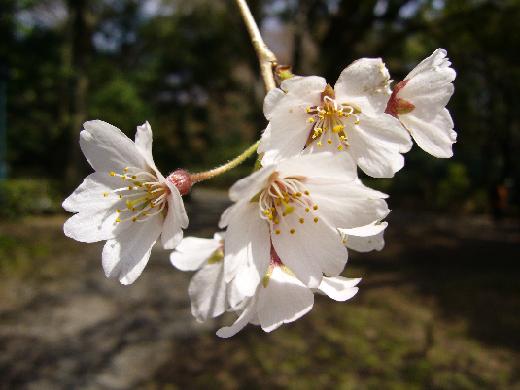 京都御苑桜12
