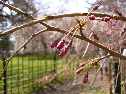 京都御苑桜15
