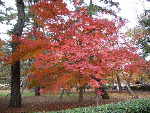 京都御苑紅葉3