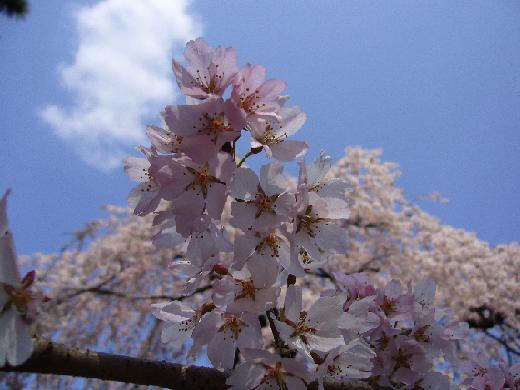 京都御苑桜2