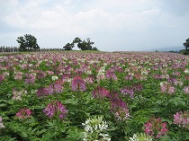 花公園