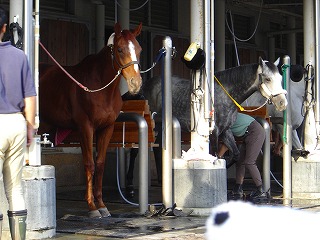 お休みお馬さん