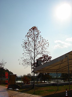 市の池公園の木