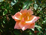 rose09