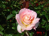 rose11