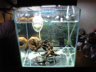 ニュー30cmキューブ水槽