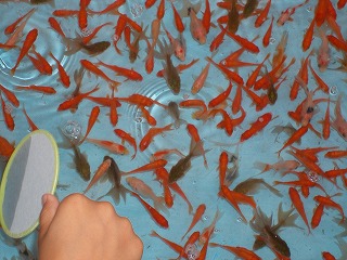 金魚掬いチャレンジ
