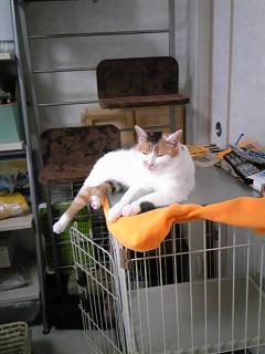 キャットウォーク3