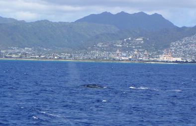 クジラの潮吹き