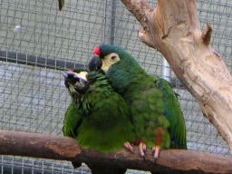 インコ愛を語る