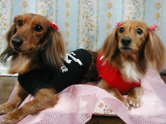 おめかしのふたり