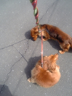 ももゆきとお花見に