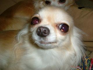 Ψ(｀∀´)Ψｹｹｹ