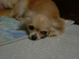 しりましぇんよぉ～だ