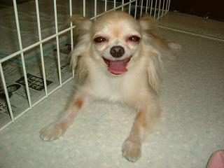 あちゅいでしゅ