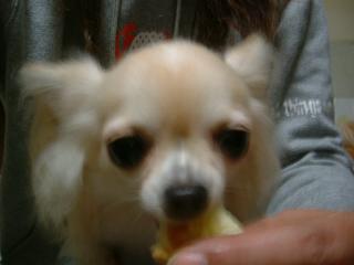 おいちいでしゅ