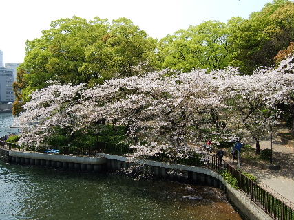 天満橋　桜