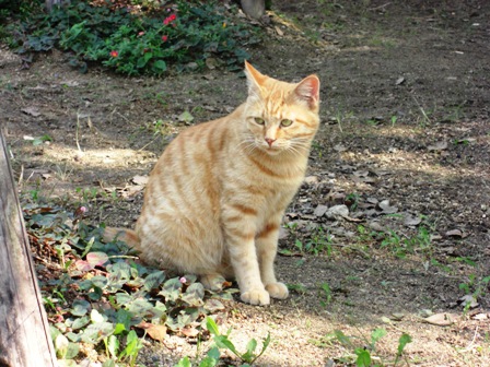 公園の猫：ズーム！