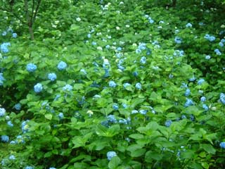 2006.06.25京都三千院 019-1