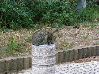 にゃんこ