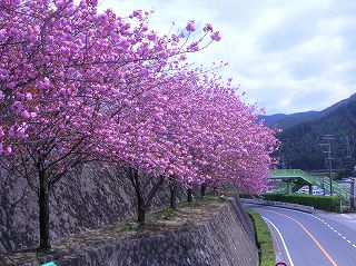 桜並木