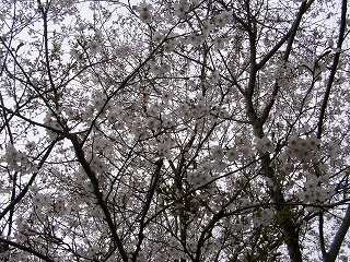 高崎山桜