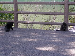 のらにゃん２号とのらにゃん3号