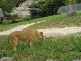 ライオン