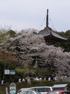 第七番十楽寺の桜