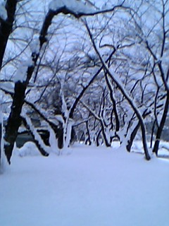 雪桜