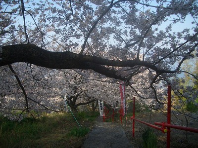 桜のトンネル