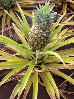 pineapple