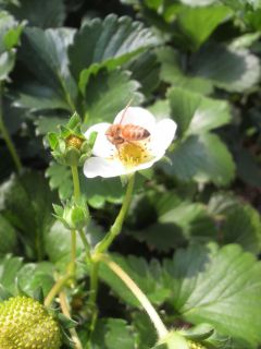 いちごの花とミツバチ