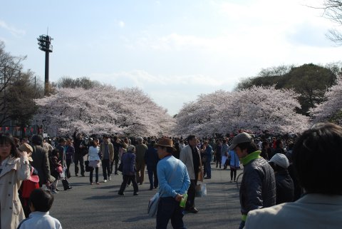 上野公園の桜 その1