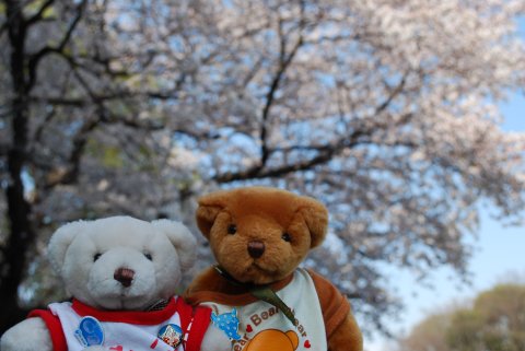 上野公園の桜 その2