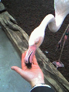 kakegawakatyouenjpg 001.jpg