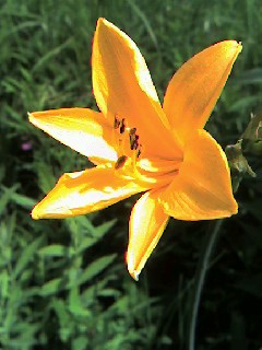 sisseikaenjpg 005.jpg