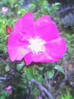 sisseikaenjpg 004.jpg