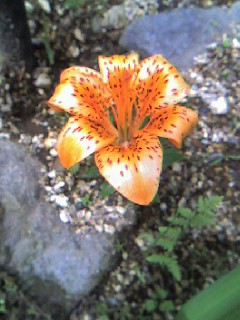 sisseikaenjpg 003.jpg