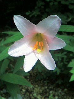 sisseikaenjpg 002.jpg