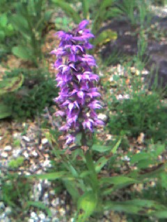 sisseikaenjpg 001.jpg