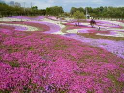 芝桜公園２