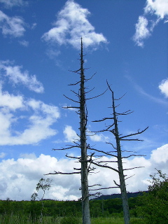 立ち枯れた木と青空