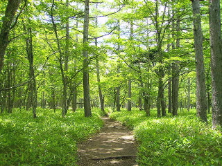 小田代歩道